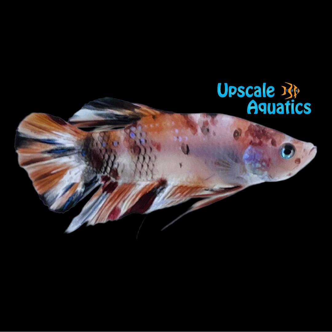 Koi Galaxy Plakat Betta - Male (Betta splendens)