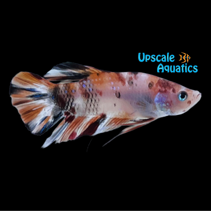 Koi Galaxy Plakat Betta - Male (Betta splendens)