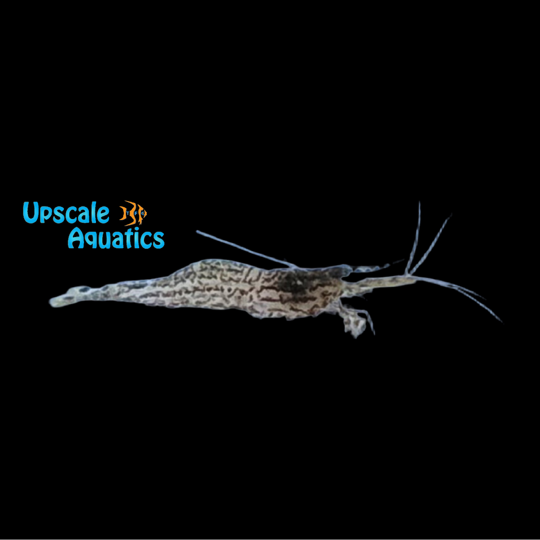 White Orchid Shrimp (Caridina poso)