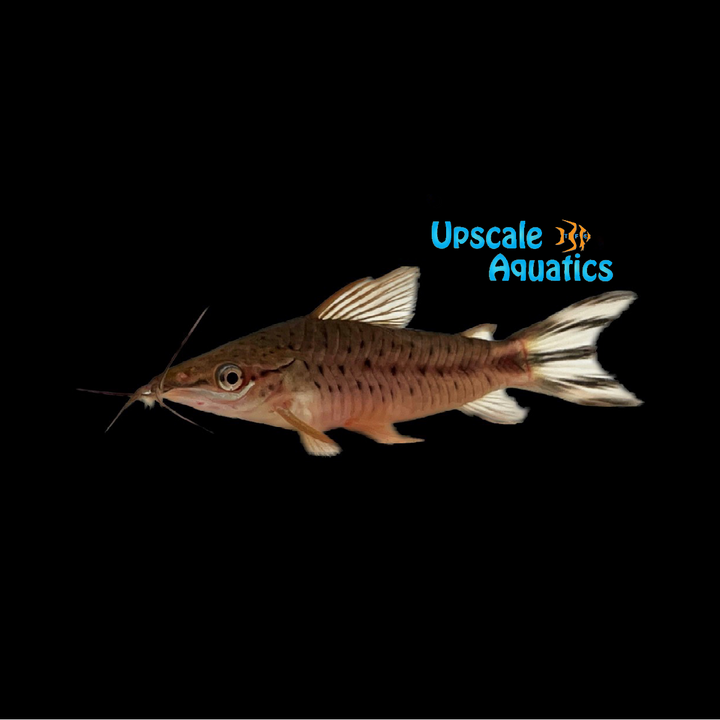 Flagtail Porthole Catfish (Dianema urostriatum)