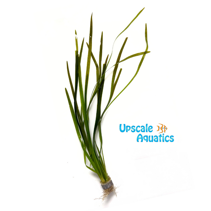 Leopard Spiralis Val (Vallisneria spiralis 'leopard')