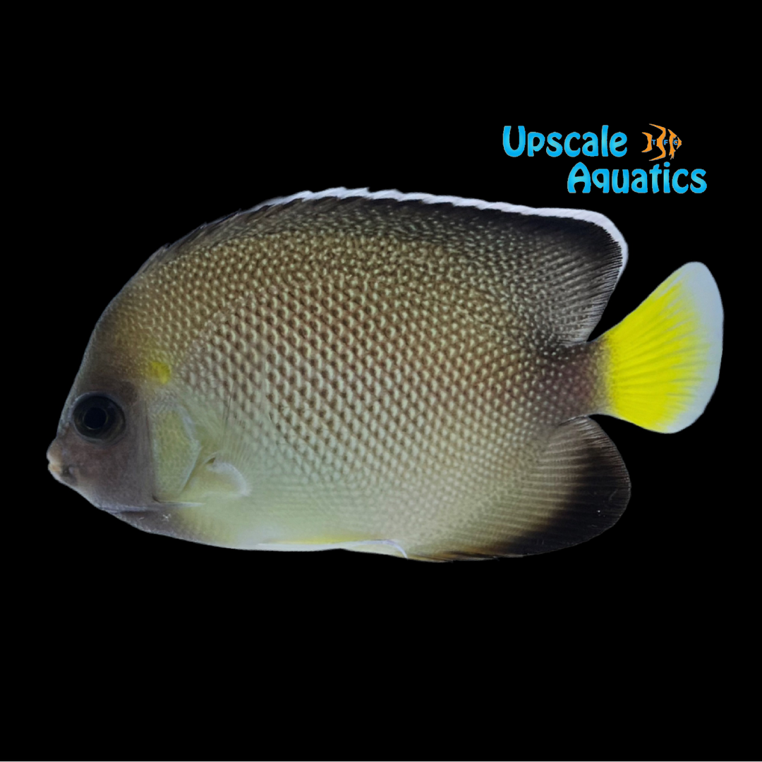 Yellowtail Cream Angelfish (Apolemichthys xanthurus)
