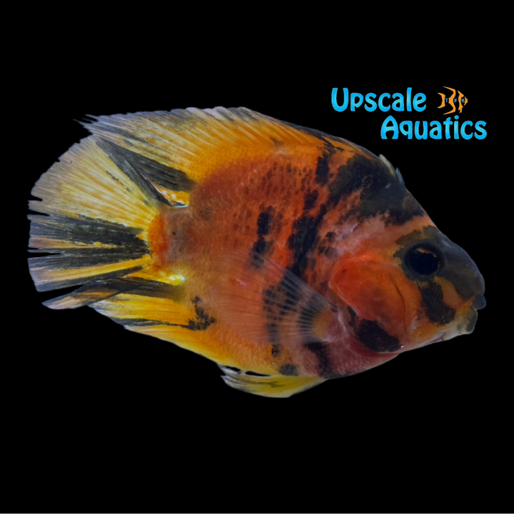 Red Tiger Parrot Cichlid (Cichlasoma x)