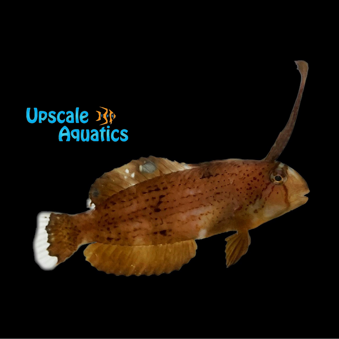 Peacock Razor Wrasse (Iniistius pavo)