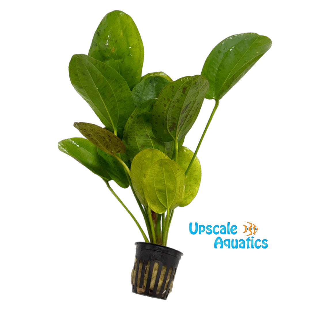 Spotted Harbich Sword (Echinodorus cordifolius 'Spotted Harbich')