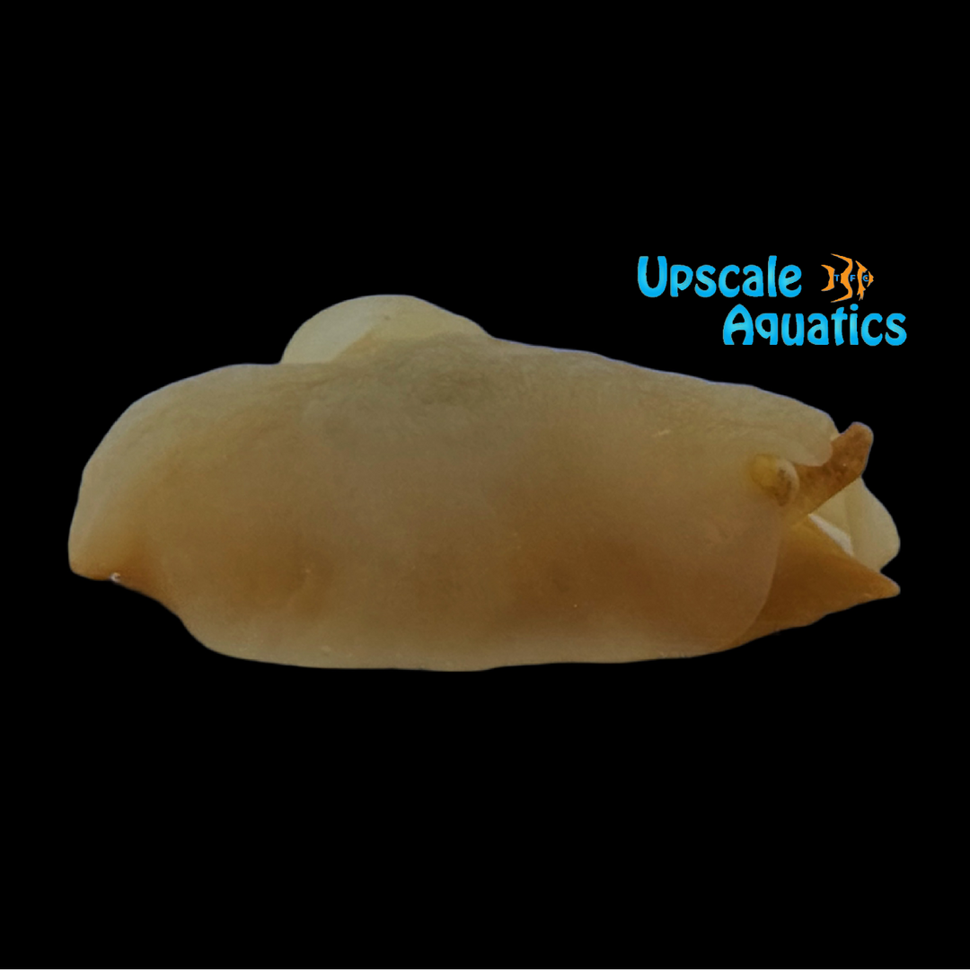 Orange Gumdrop Sea Slug (Berthellina citrina)
