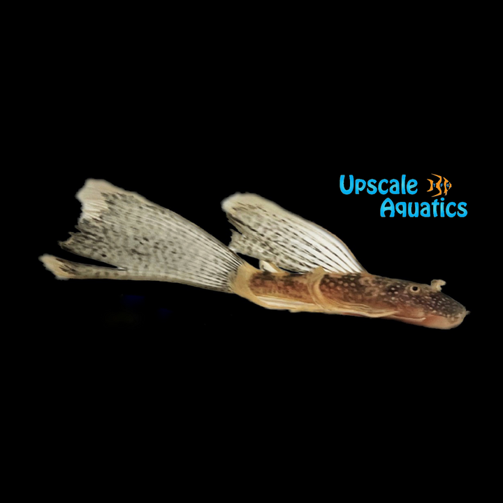 Longfin Red Calico Bristlenose Pleco (Ancistrus sp.)