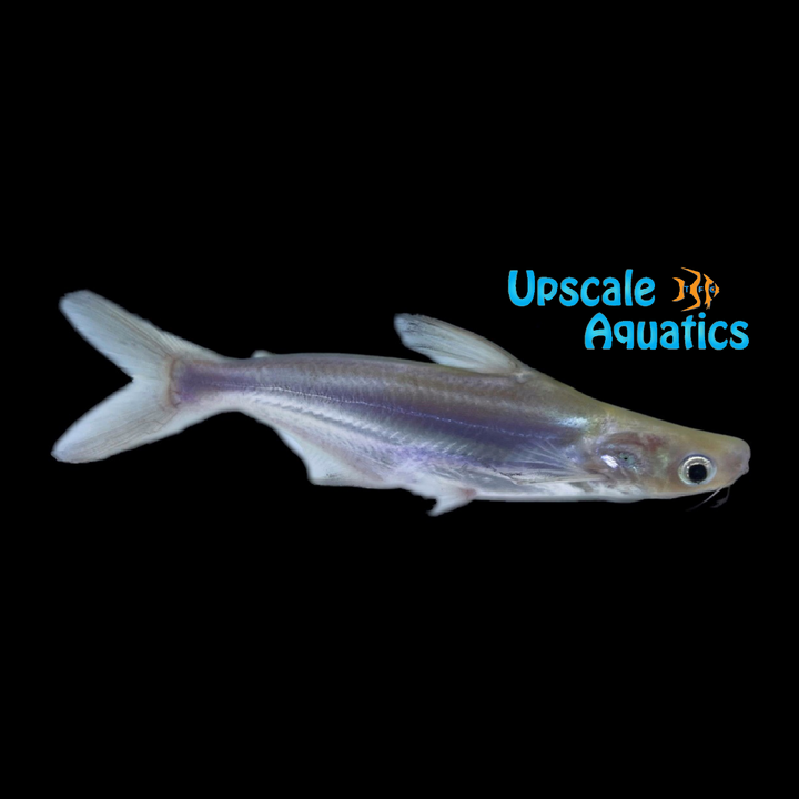 Iridescent Shark (Pangasianodon hypophthalmus)