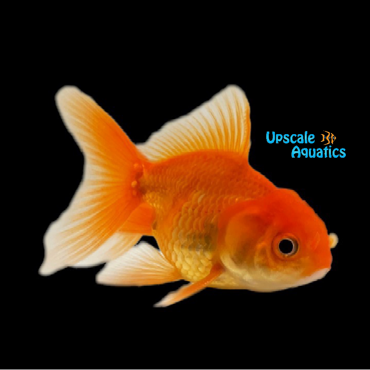 Assorted Oranda Goldfish (Carassius auratus)