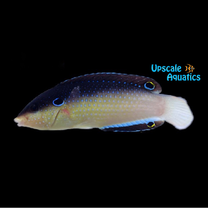 China Wrasse (Anampses neoguinaicus)