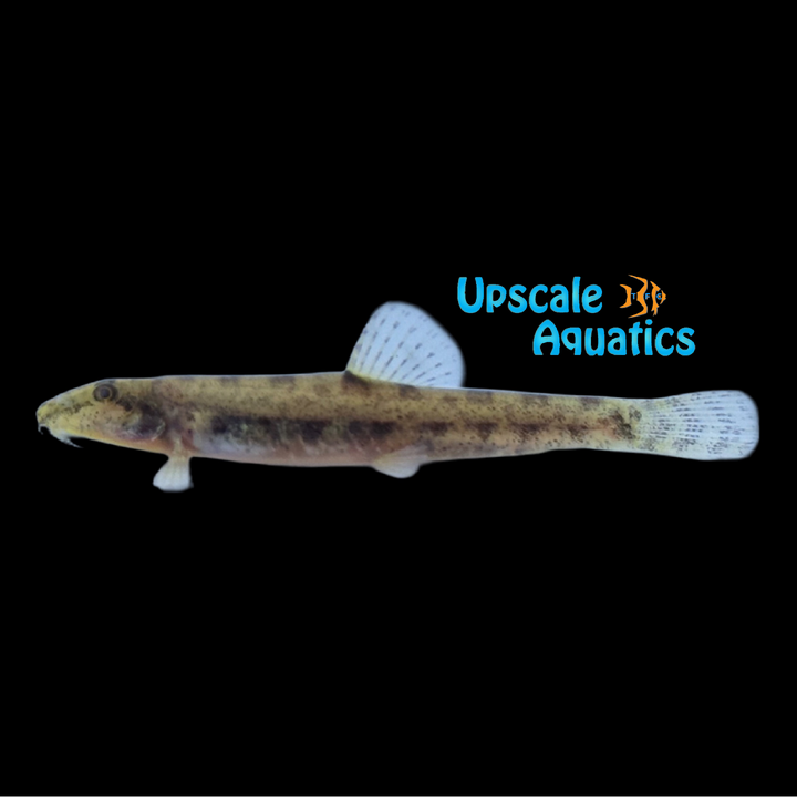 Gold Pygmy Horseface Loach (Kottelatlimia pristes)