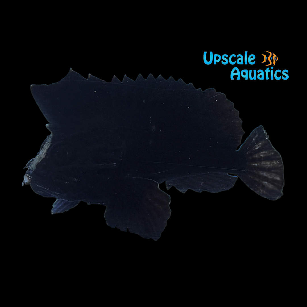Freshwater Waspfish (Tetraroge barbata)
