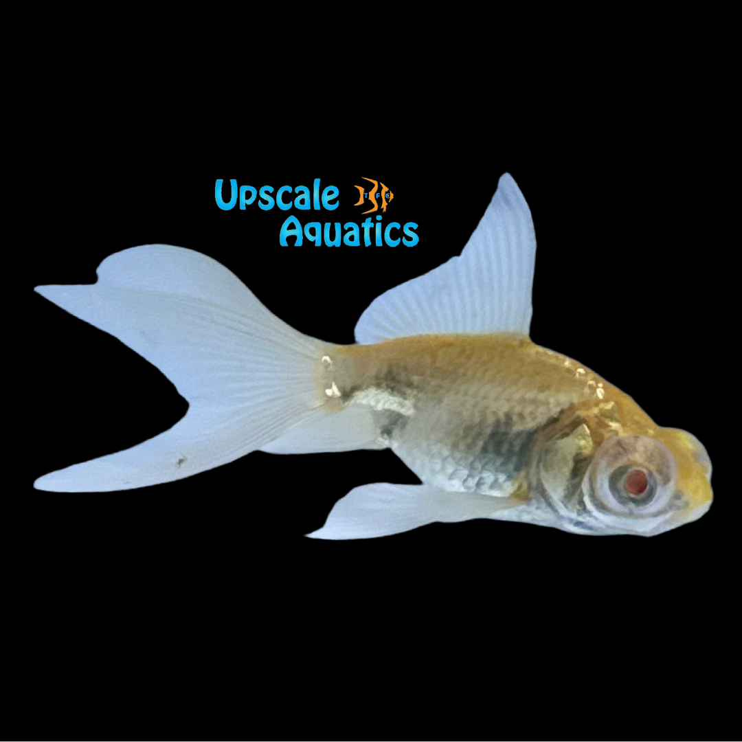 Albino Moor Goldfish (Carassius auratus)