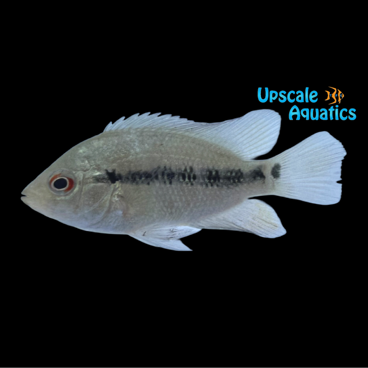 Lyon's Cichlid (Amphilophus lyonsi)