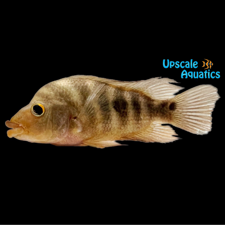 Red Devil Cichlid - Wild Coloration (Amphilophus labiatus)