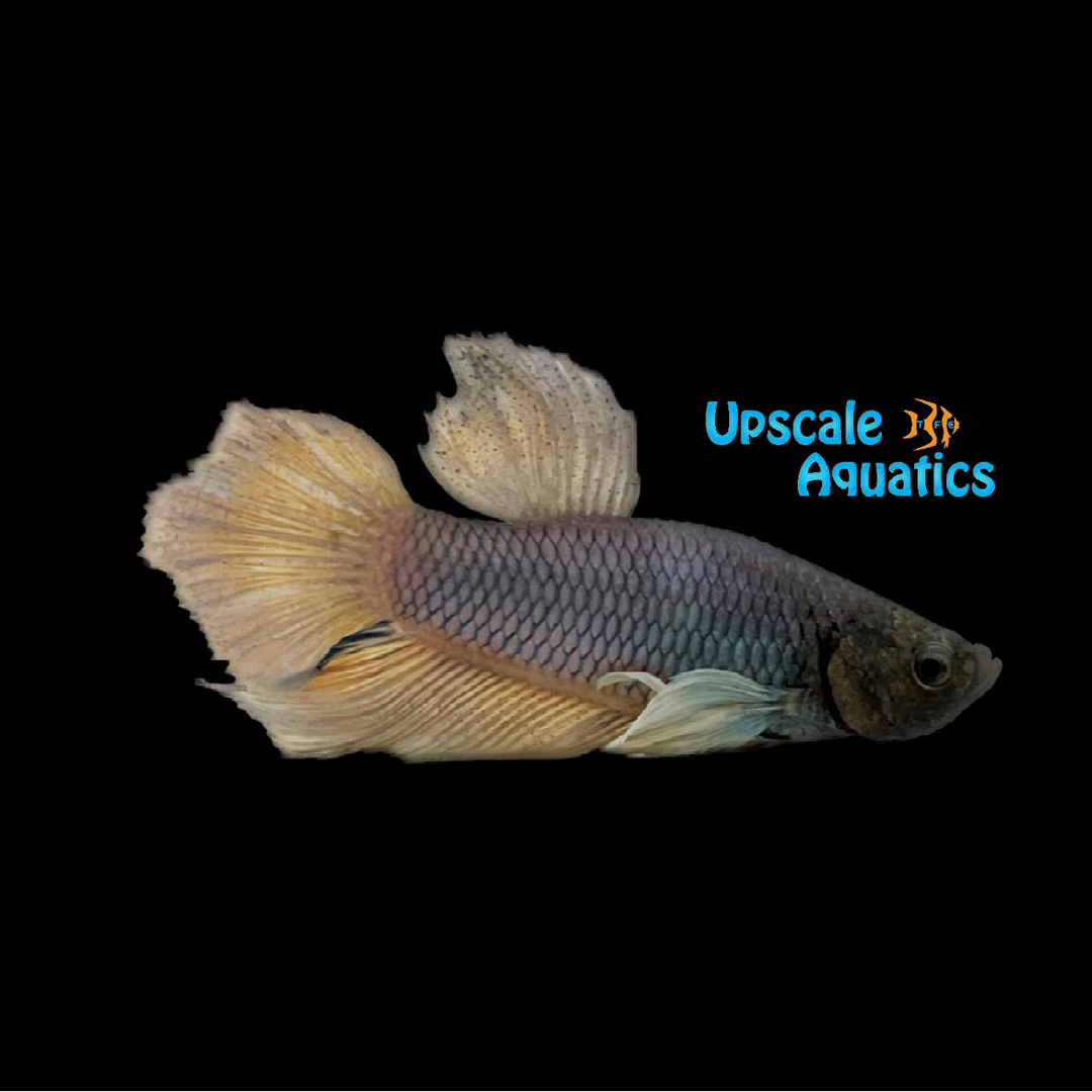 Dumbo Plakat Betta - Male (Betta splendens)