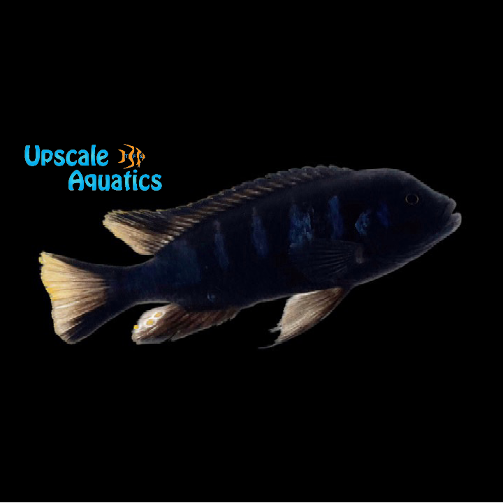 Pseudotropheus Elongatus Chewere