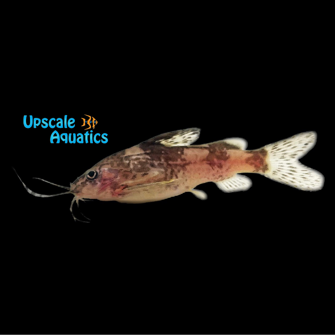 Payne's Catfish (Mochokiella paynei)