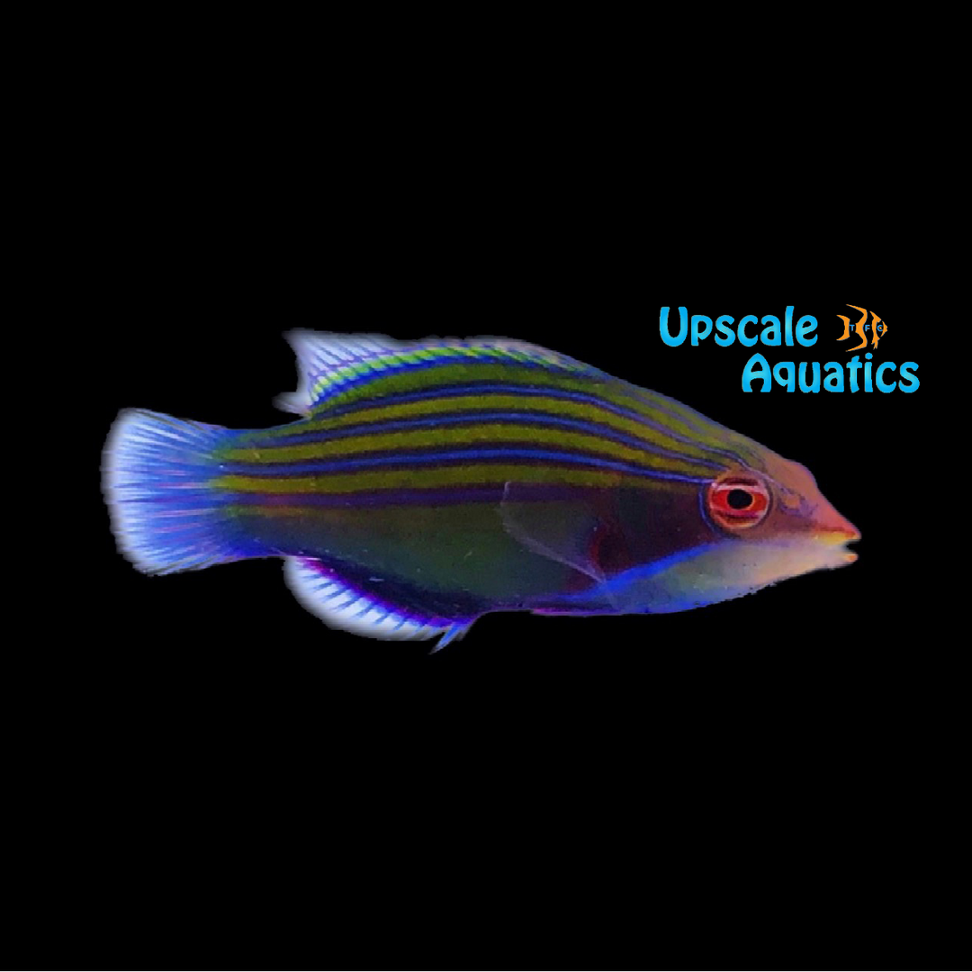 Four Line Wrasse (Pseudocheilinus tetrataenia)