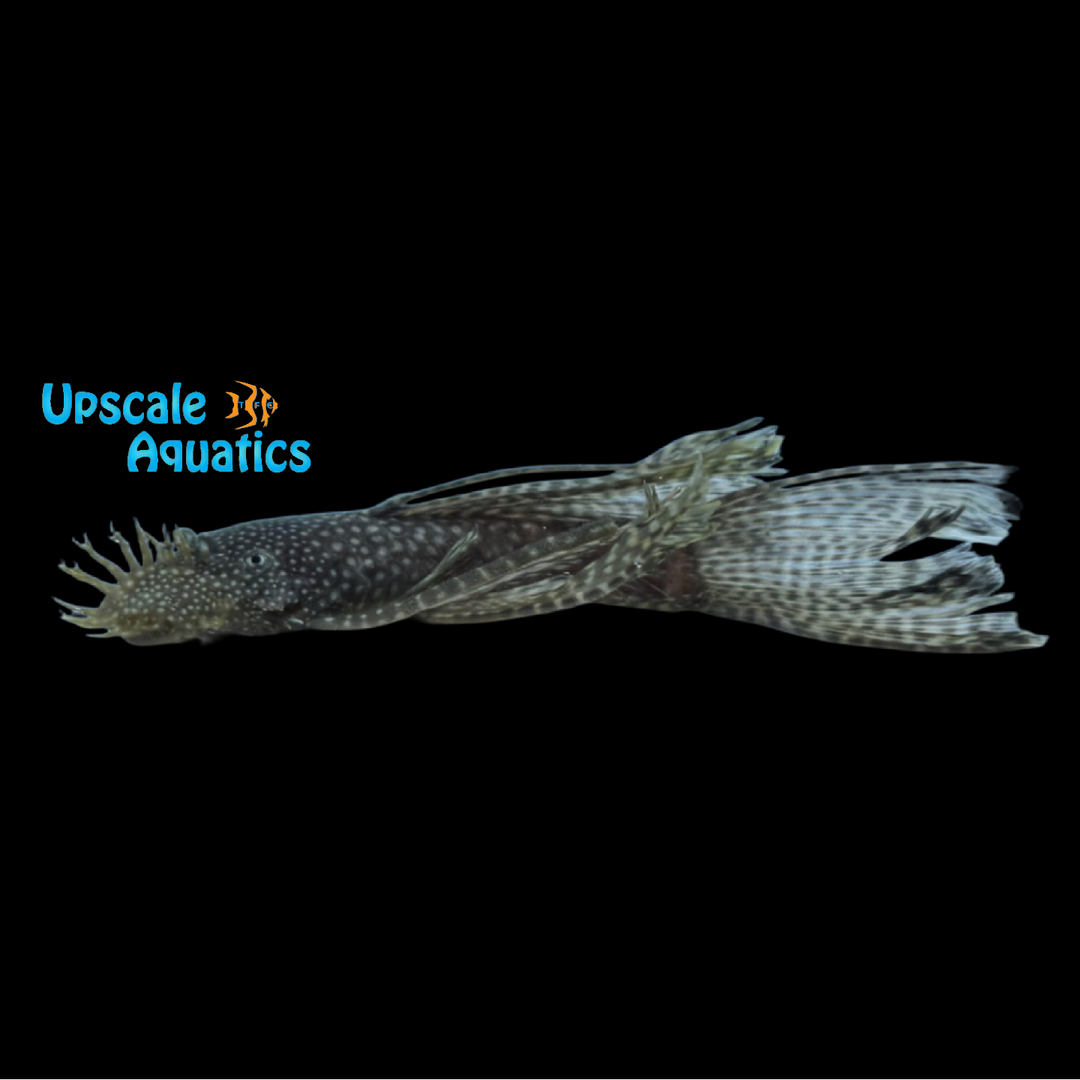 Longfin Bristlenose Pleco (Ancistrus sp.)