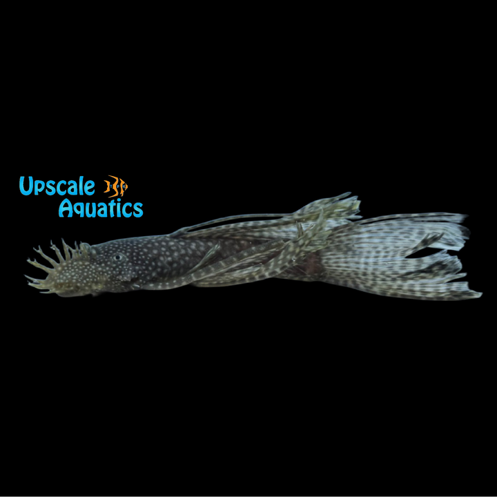 Longfin Bristlenose Pleco (Ancistrus sp.)