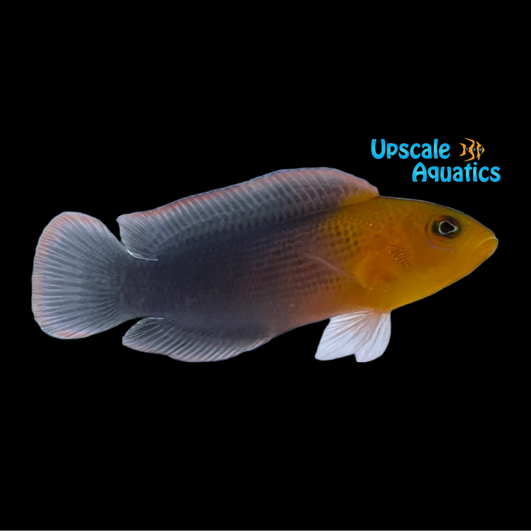 Dilectus Dottyback (Pseudochromis dilectus)