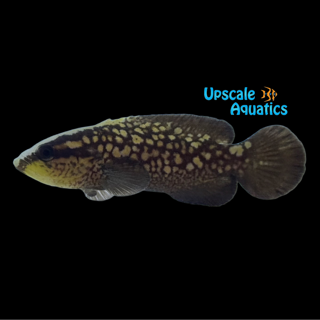 Blackfin Soapfish (Rypticus nigripinnis)