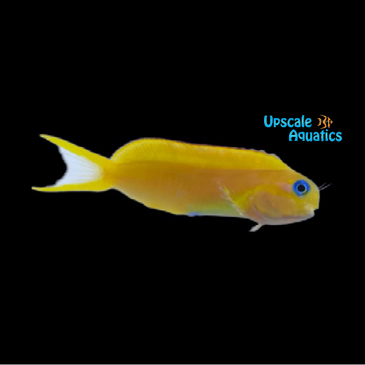 Golden Midas Blenny (Ecsenius midas)