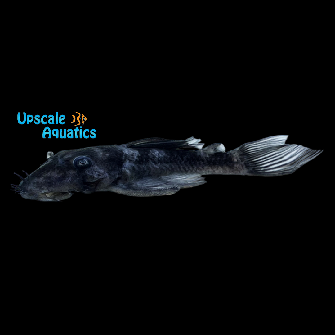 Blue Medusa Pleco LDA074 (Ancistrus macrophthalmus)
