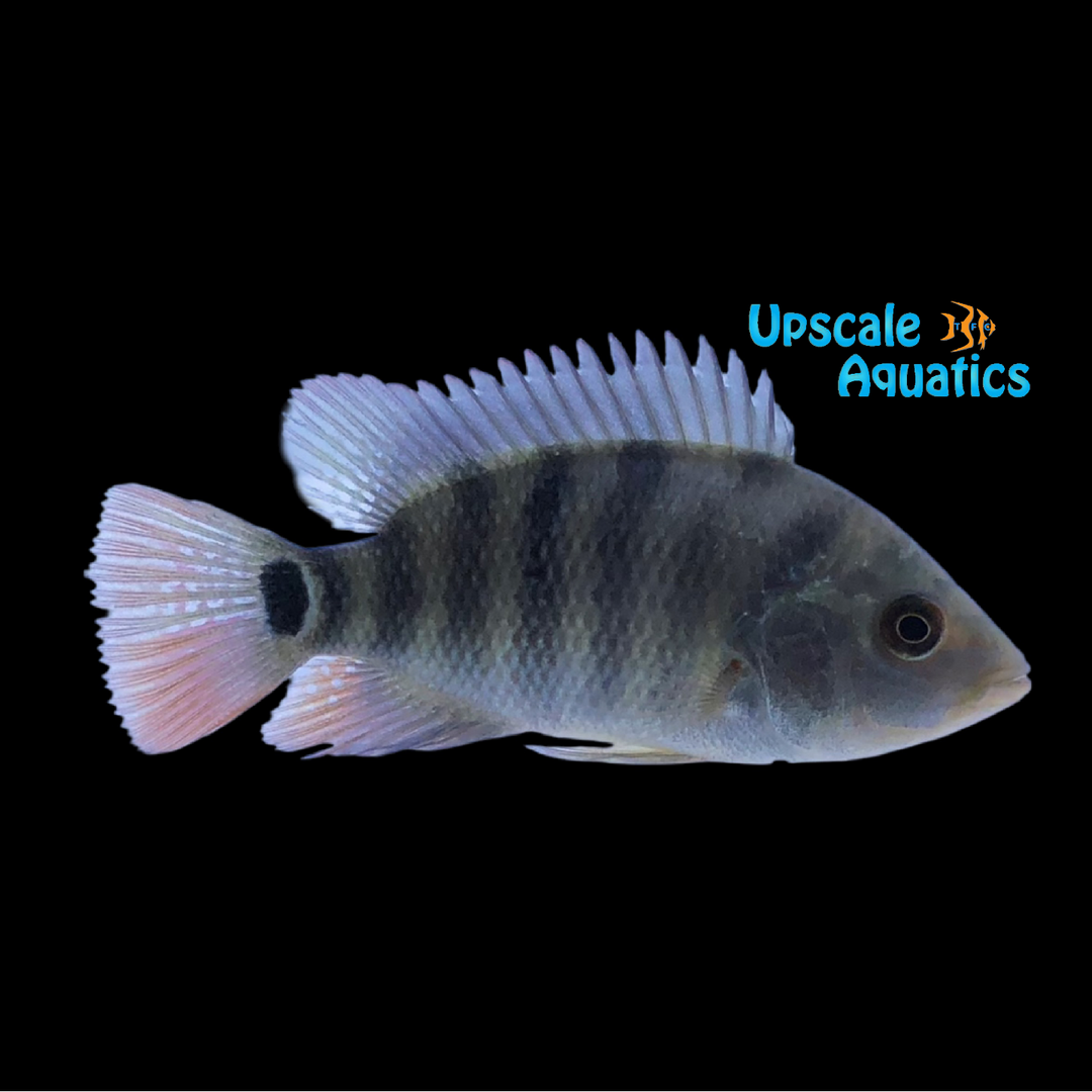 Mayan Red Terror Cichlid (Amphilophus urophthalmus)
