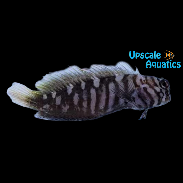 Chestnut Eyelash Blenny (Cirripectes castaneus)