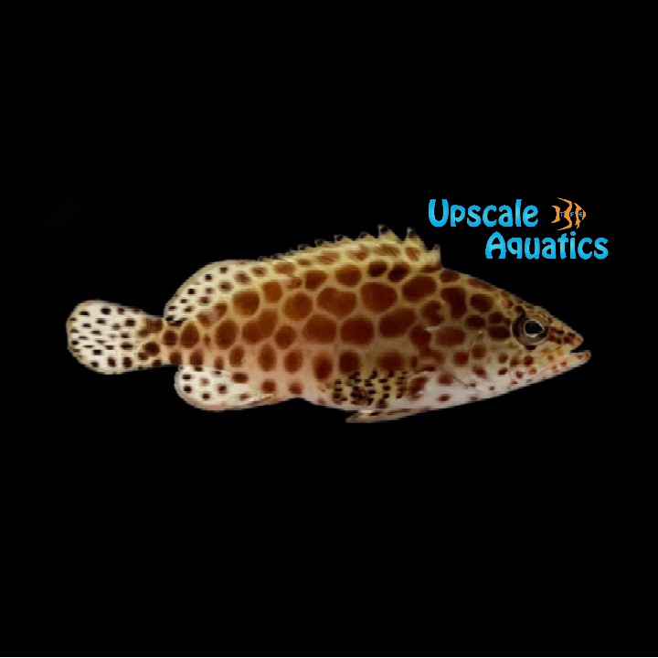 Honeycomb Grouper (Epinephelus merra)