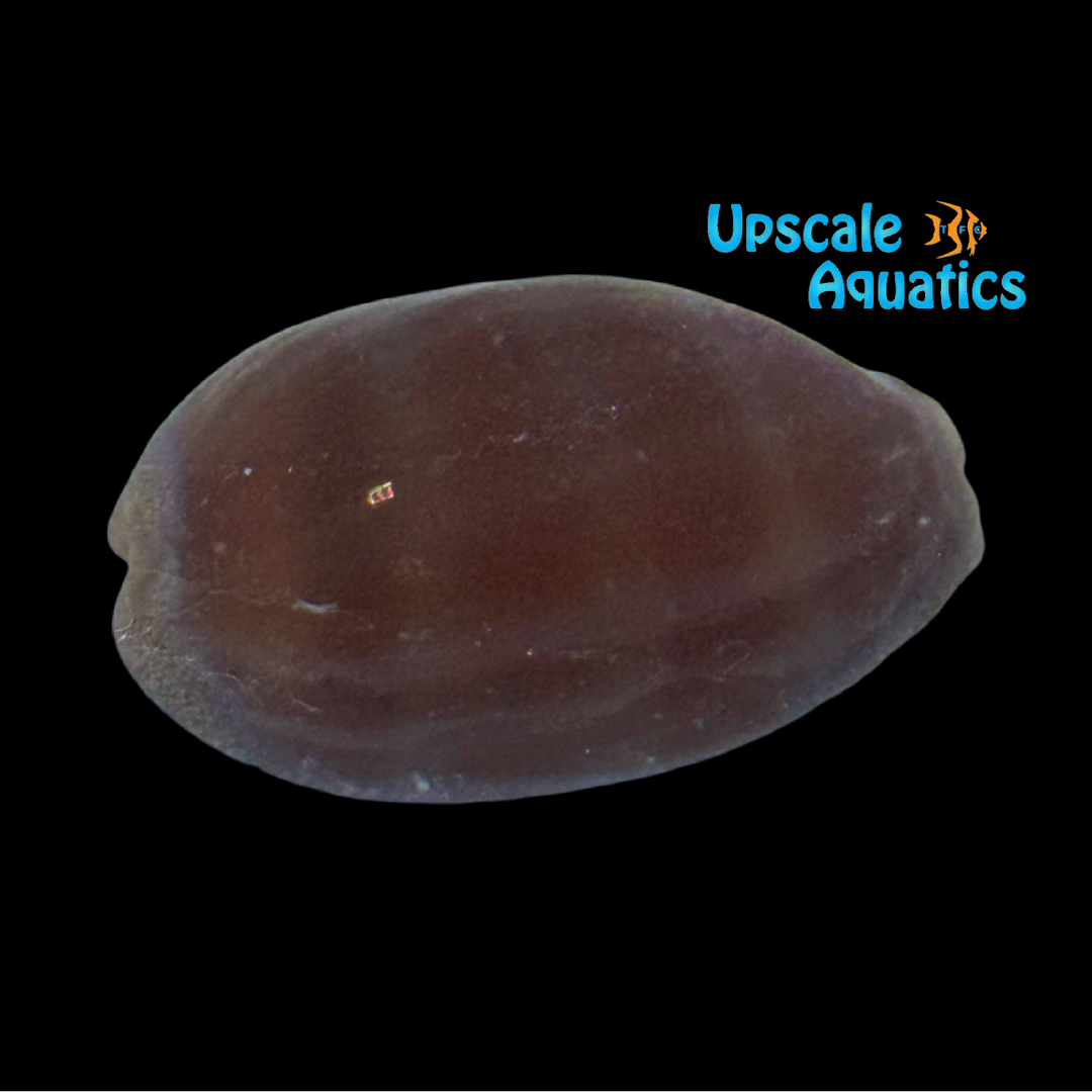 Carnelian Cowrie Snail (Lyncina carneola)
