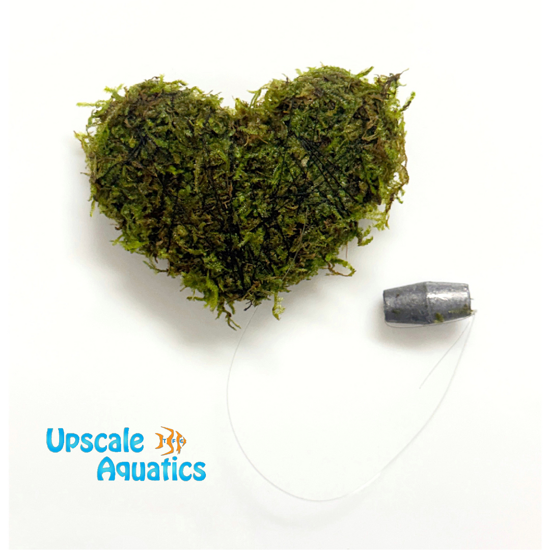 Christmas Moss (Vesicularia montagnei)