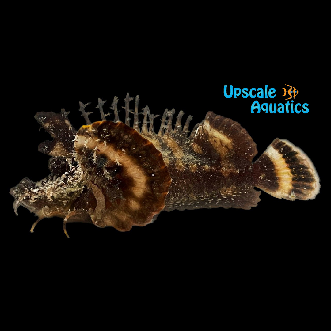Sea Gobin Scorpionfish (Inimicus filamentosus)
