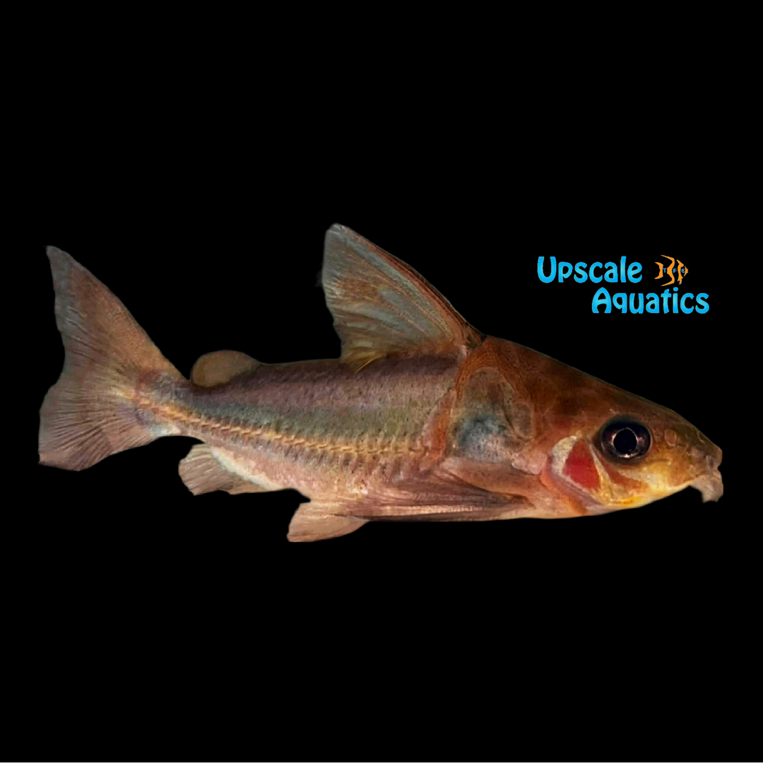 Paraguayan Thorny Catfish (Trachydoras paraguayensis)