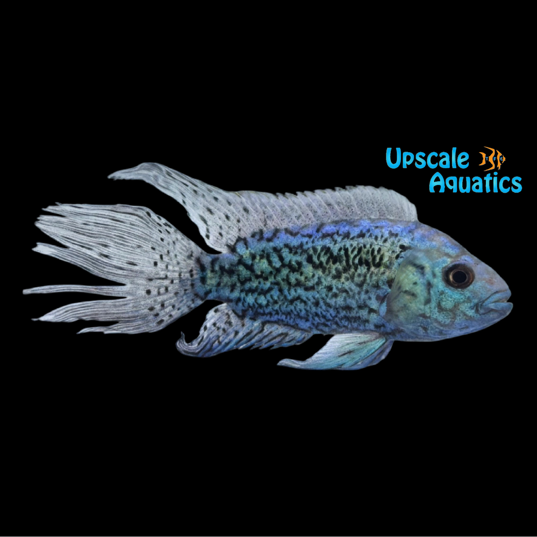 Longfin Electric Blue Jack Dempsey (Rocio octofasciata)