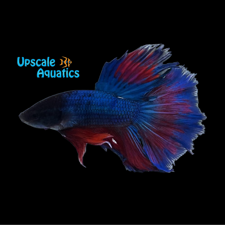 Assorted Halfmoon Betta - Male (Betta splendens)