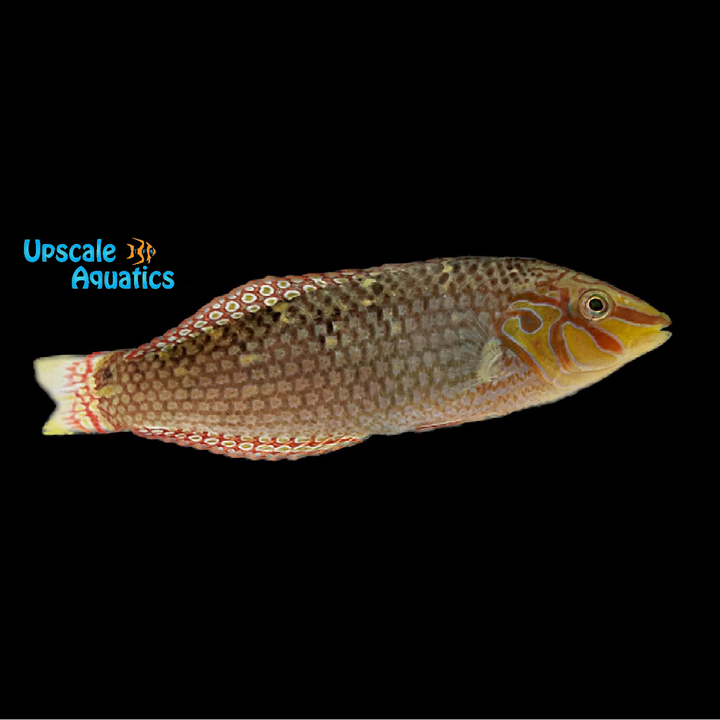 Bubblefin Wrasse (Halichoeres nigrescens)