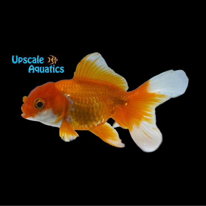 Thai Halfmoon Tail Oranda Goldfish (Carassius auratus)