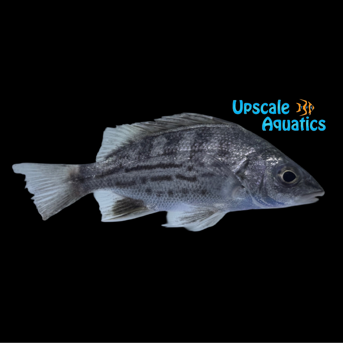 Tapiroid Grunter 'Pigek' (Mesopristes cancellatus) – Upscale Aquatics