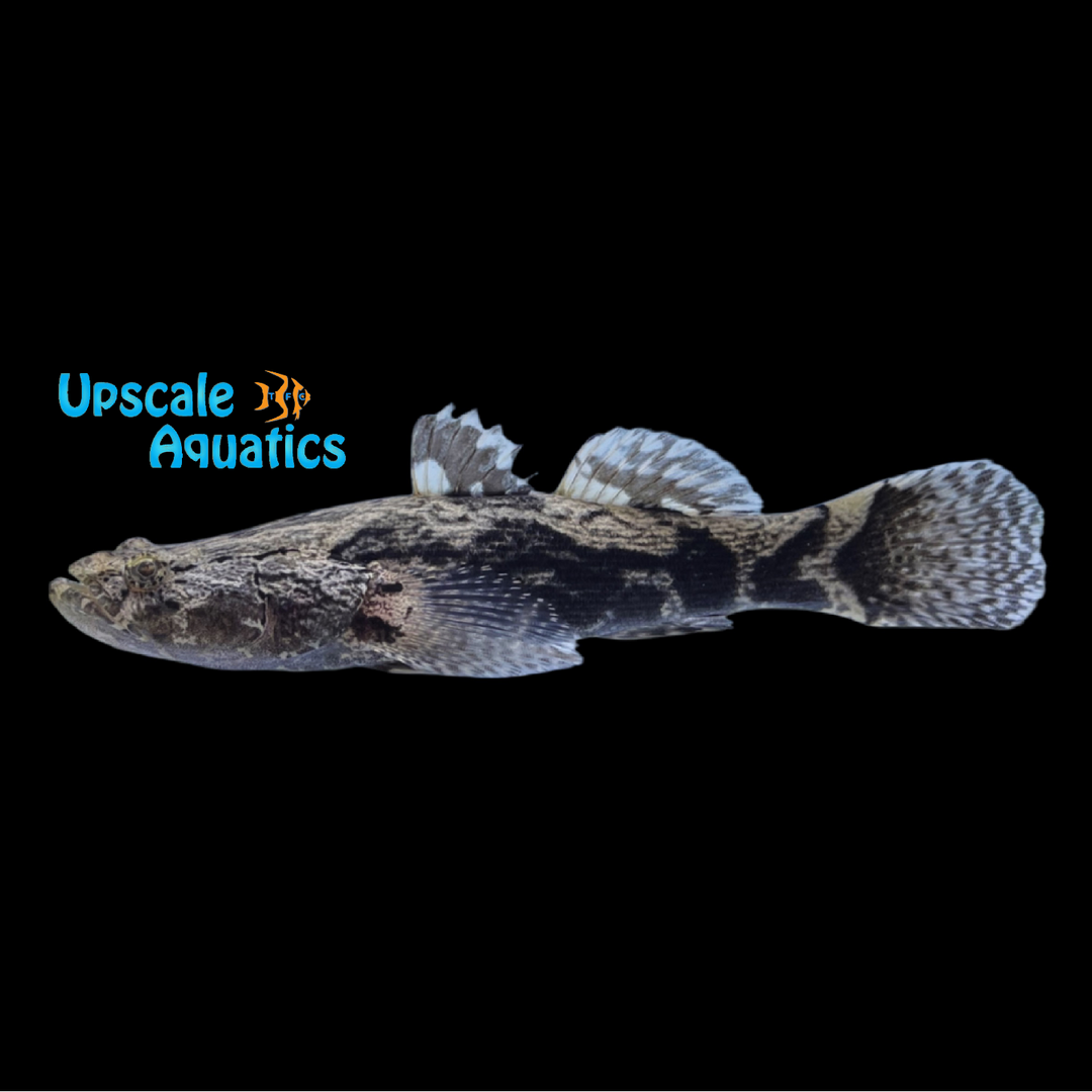 Marble Goby (Oxyeleotris marmorata)
