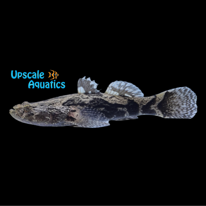 Marble Goby (Oxyeleotris marmorata)