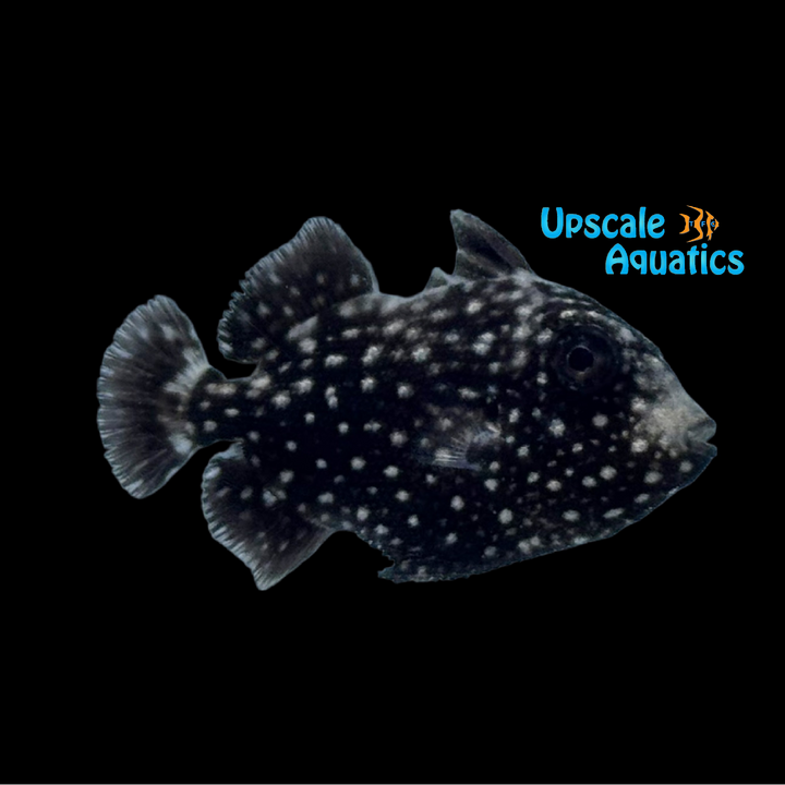 Spotted Oceanic Trigger (Canthidermis maculata)