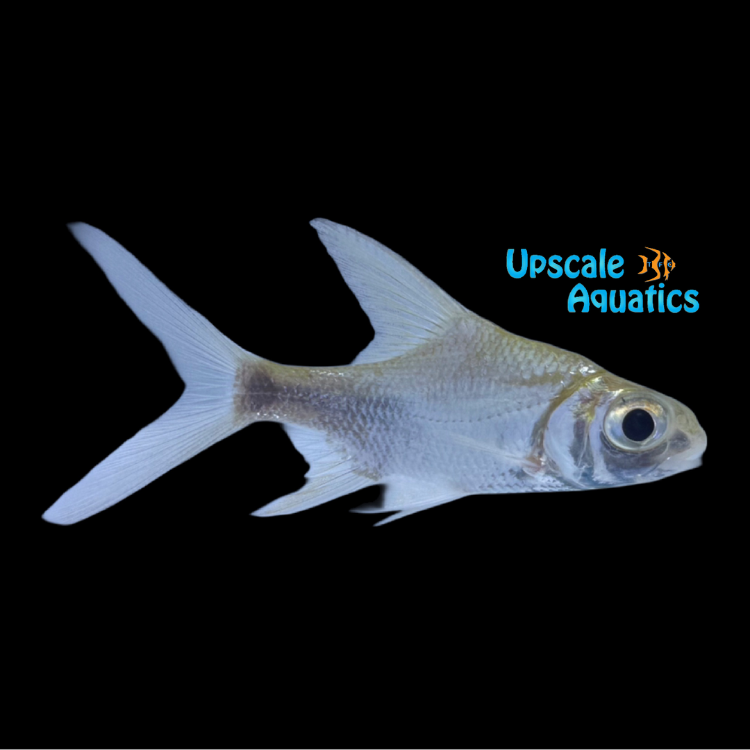 Southern Highfin Barb (Puntioplites waandersi)