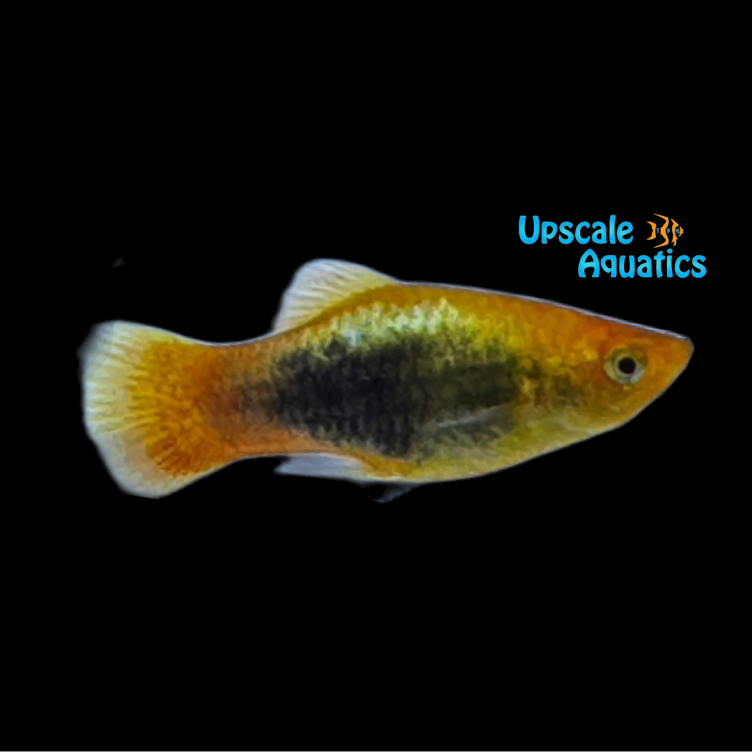 24K Gold Tuxedo Platy (Xiphophorus maculatus)