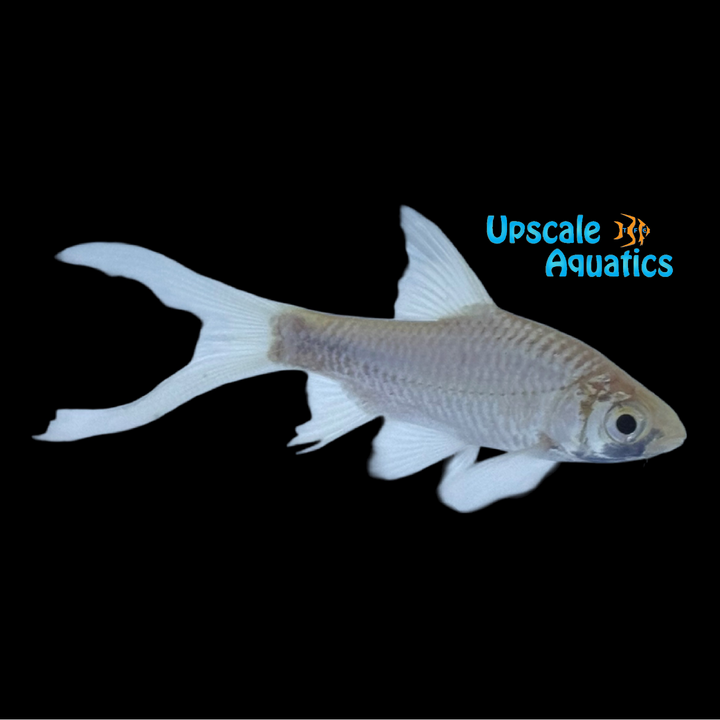 Longfin Tinfoil Barb (Barbonymus altus)