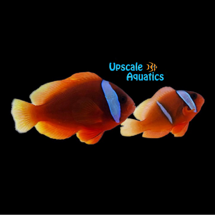 Tomato Clownfish - Wild (Amphiprion frenatus)