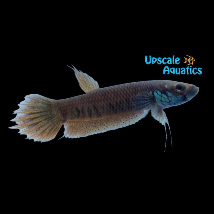 Betta Patoti - Wild (Betta patoti)