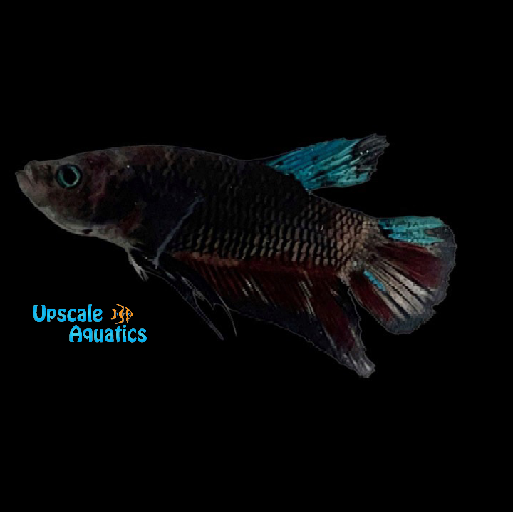 Blue Midnight Copper Plakat Betta - Male (Betta splendens)